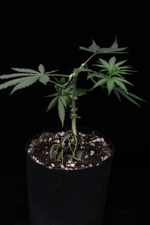 “Bonsai” Attempts #1. Week 3