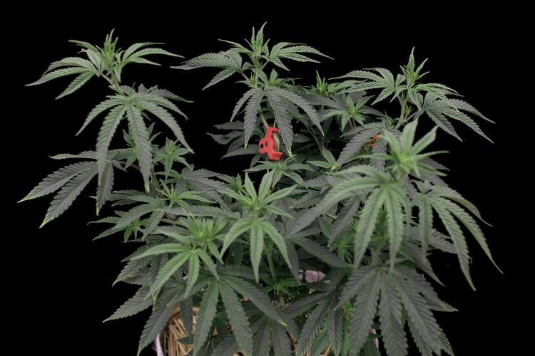 Hawaiian Bred Fire!!!. Week 9