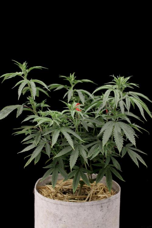 Hawaiian Bred Fire!!!. Week 9