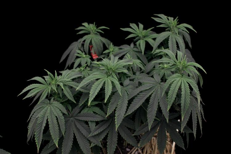 Hawaiian Bred Fire!!!. Week 9