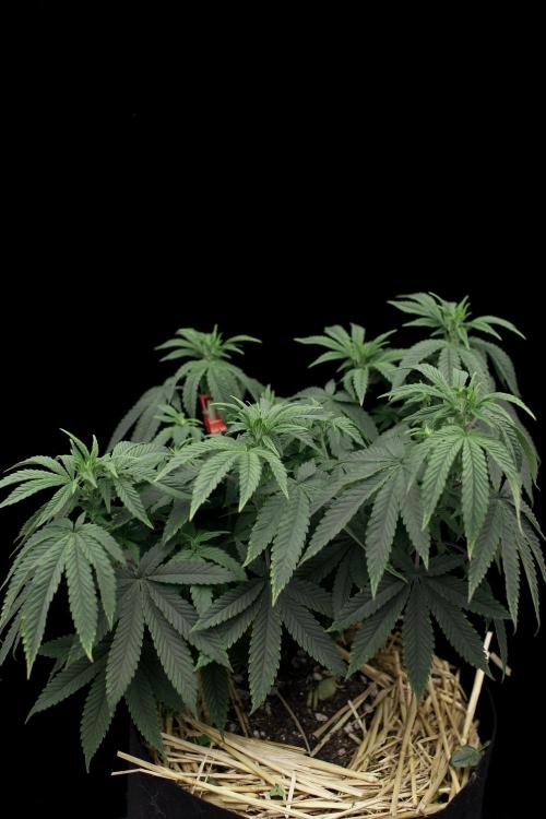 Hawaiian Bred Fire!!!. Week 9