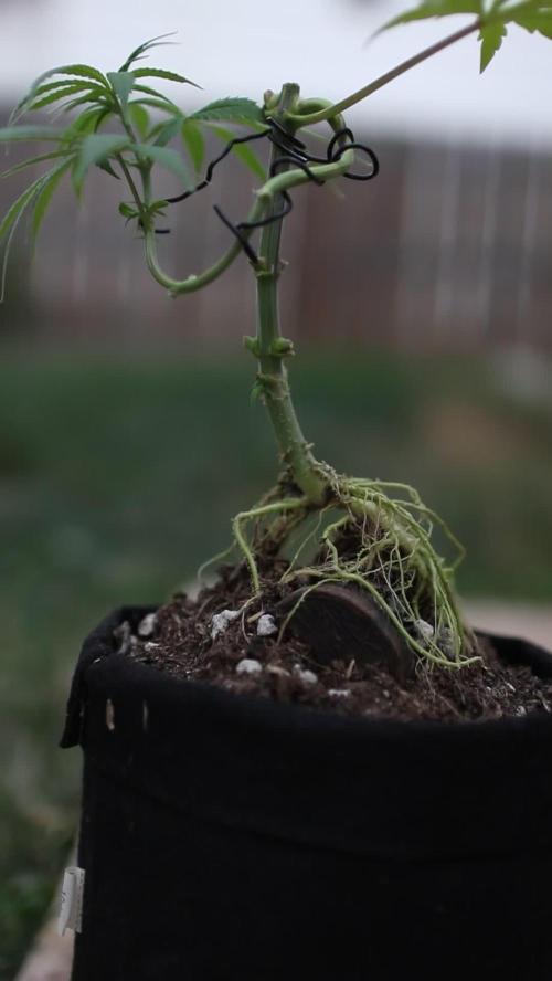 “Bonsai” Attempts #1