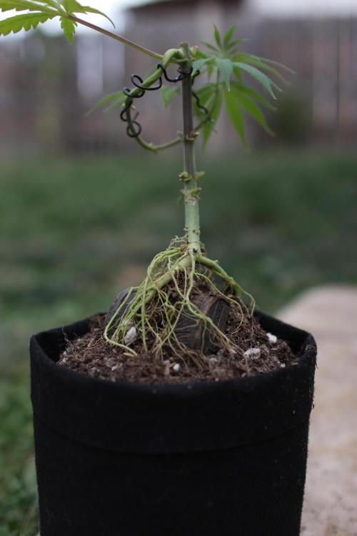 “Bonsai” Attempts #1. Week 6