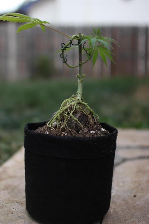 “Bonsai” Attempts #1. Week 6