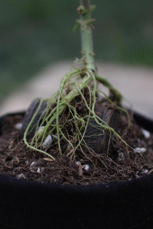 “Bonsai” Attempts #1. Week 6