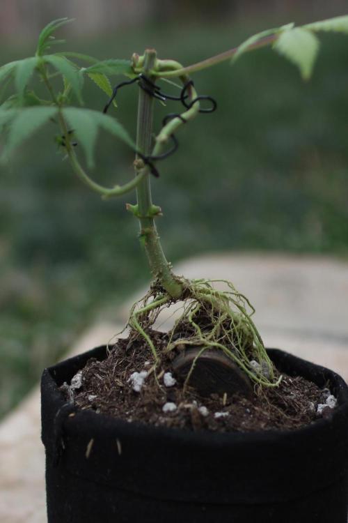 “Bonsai” Attempts #1. Week 6