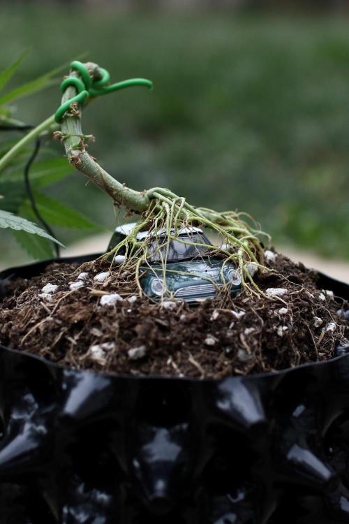 “Bonsai” Attempts #1. Week 6