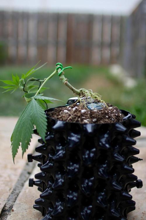 “Bonsai” Attempts #1. Week 6