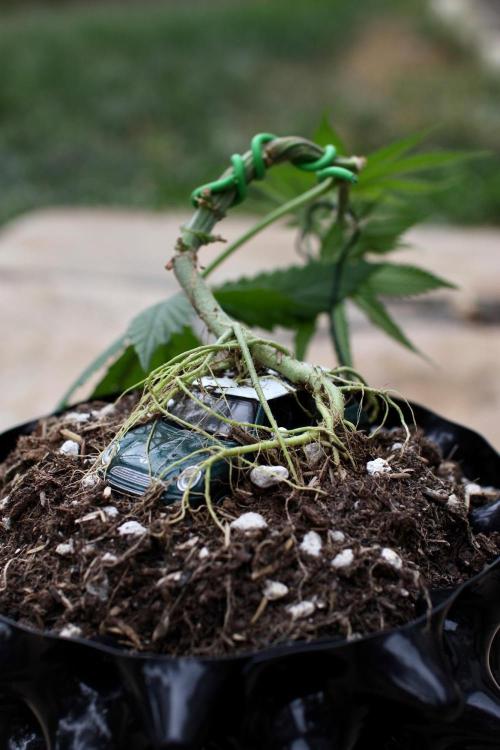 “Bonsai” Attempts #1. Week 6