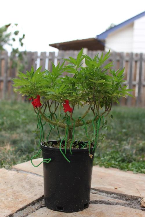 64 Cola Mainline Try | Hawaiian Genetics. Week 16