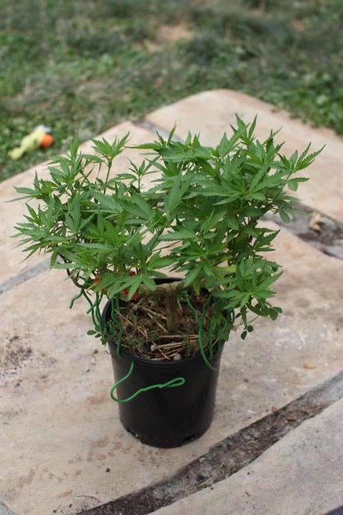 64 Cola Mainline Try | Hawaiian Genetics. Week 16
