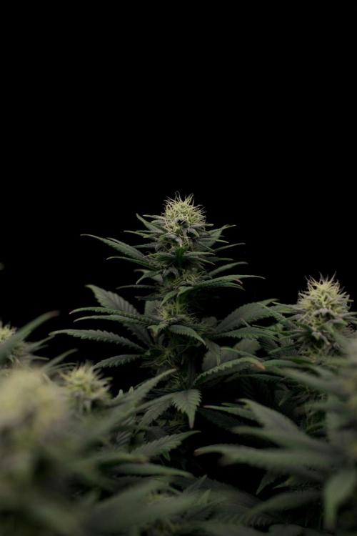Dad’s Grow (“grow this for me son” LOL). Week 11