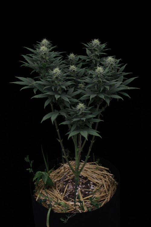 Dad’s Grow (“grow this for me son” LOL). Week 11
