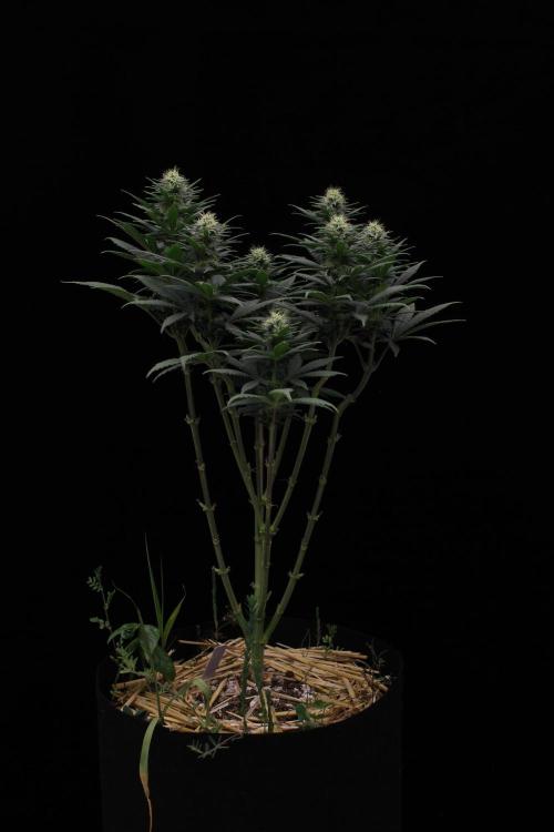 Dad’s Grow (“grow this for me son” LOL). Week 11