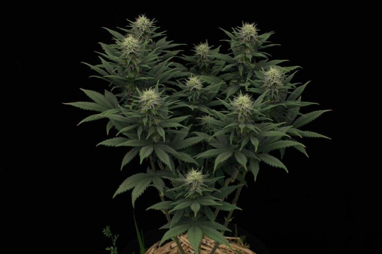 Dad’s Grow (“grow this for me son” LOL). Week 11