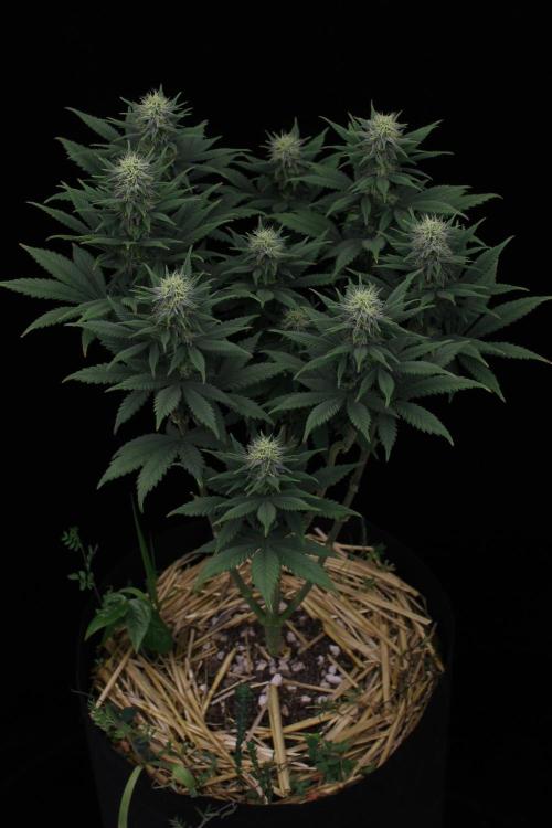 Dad’s Grow (“grow this for me son” LOL). Week 11