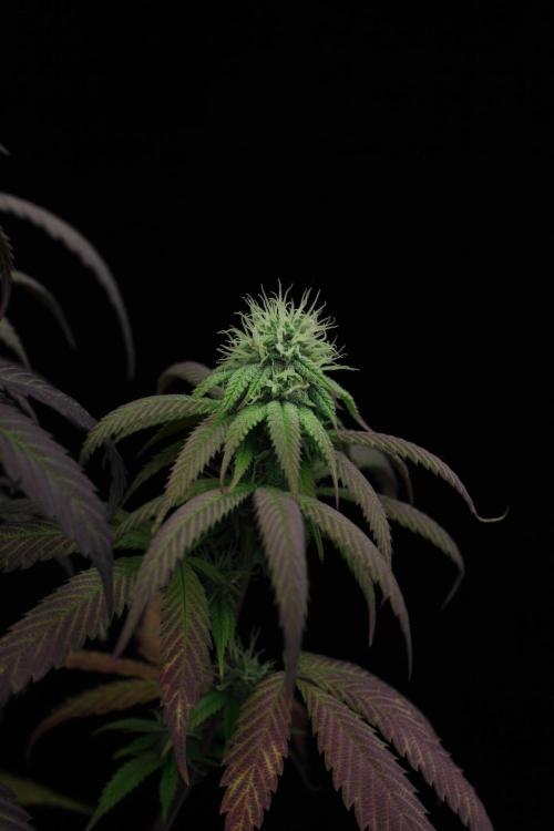 Impulse Purchase | Dispensary Clone. Week 13