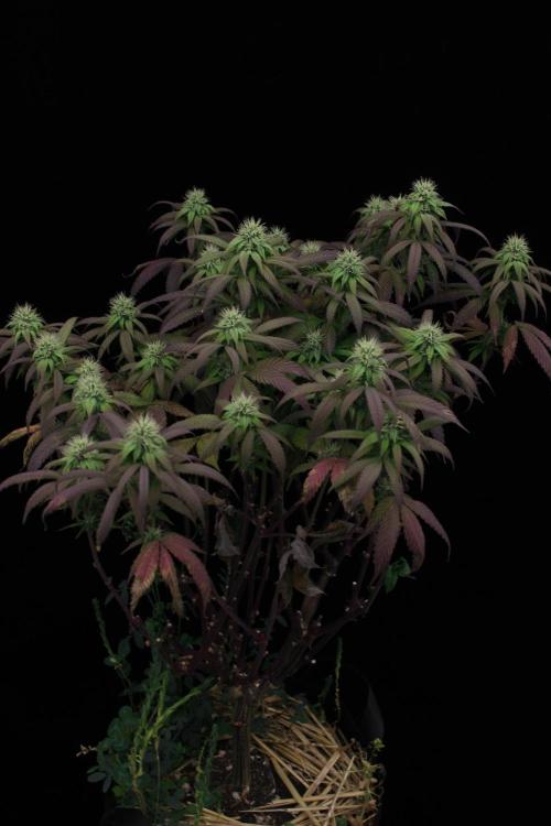 Impulse Purchase | Dispensary Clone. Week 13