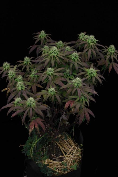 Impulse Purchase | Dispensary Clone. Week 13