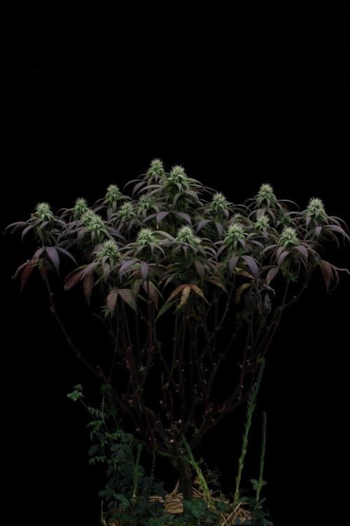 Impulse Purchase | Dispensary Clone. Week 13