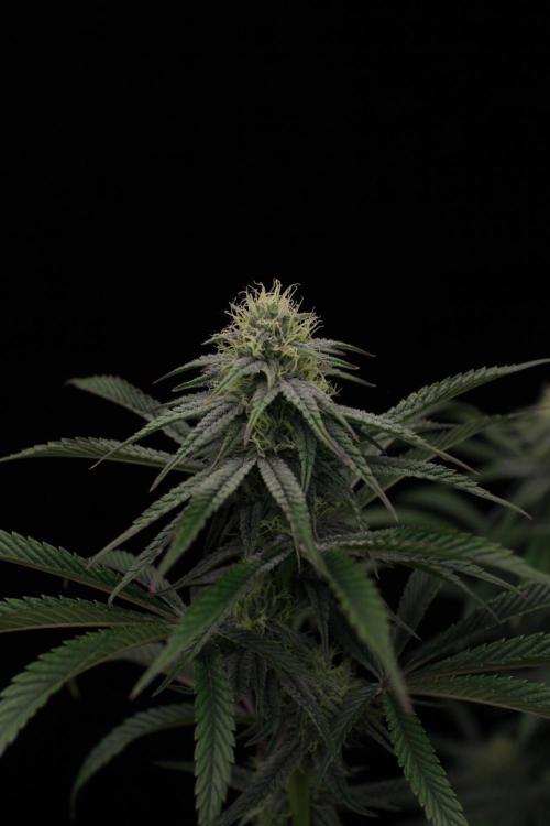 Hawaiian Bred Fire!!!. Week 12