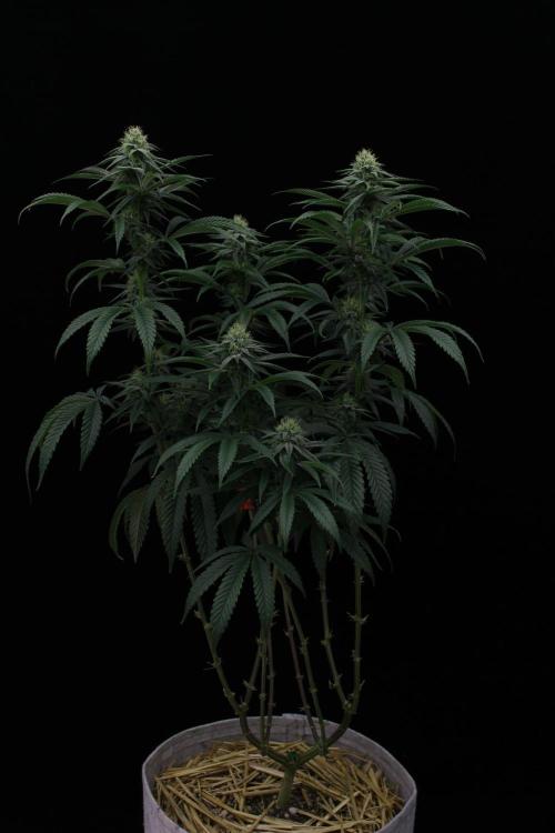 Hawaiian Bred Fire!!!. Week 12