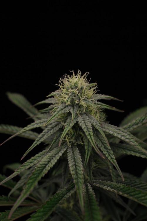 Hawaiian Bred Fire!!!. Week 12