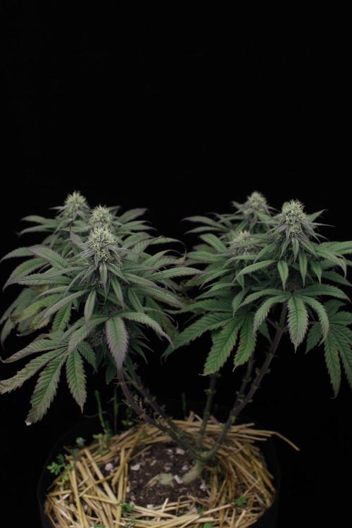 Hawaiian Bred Fire!!!. Week 12