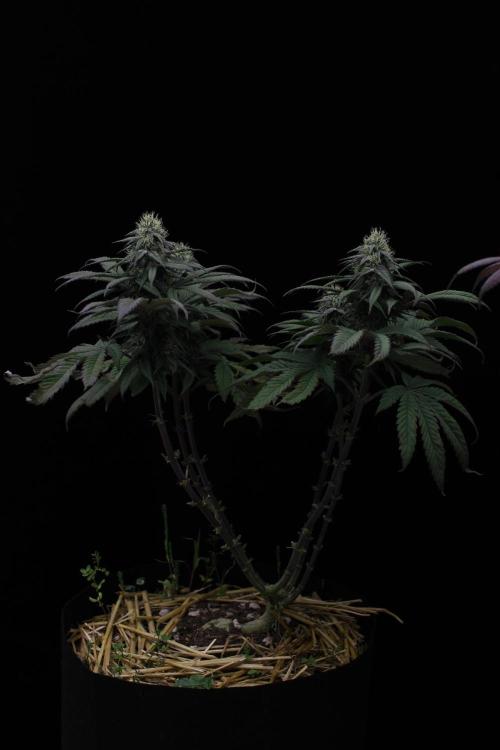 Hawaiian Bred Fire!!!. Week 12