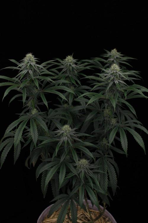 Hawaiian Bred Fire!!!. Week 12