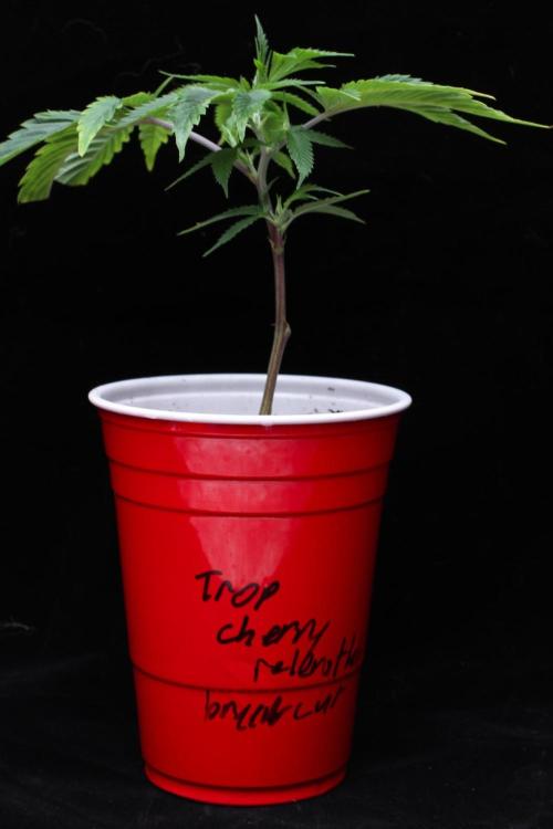 Trop Cherry | Holy Grail Clone. Week 1