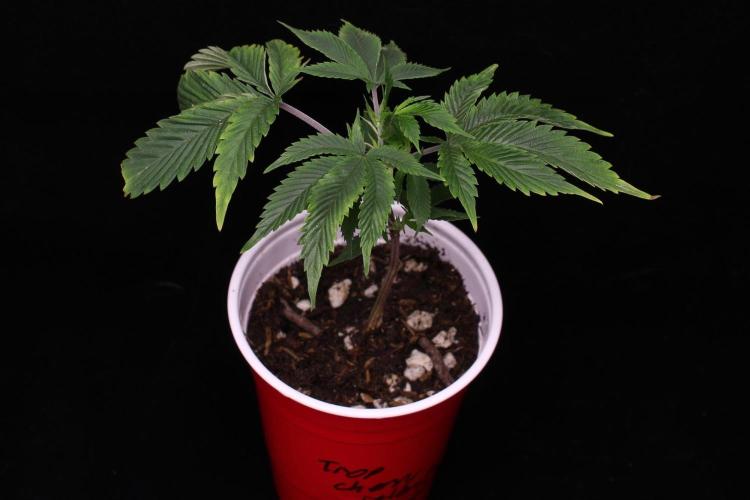 Trop Cherry | Holy Grail Clone. Week 1