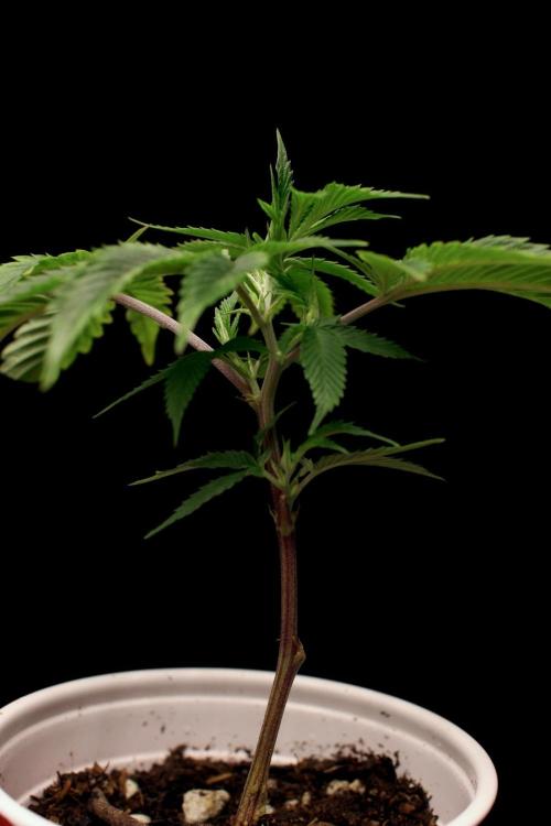 Trop Cherry | Holy Grail Clone. Week 1