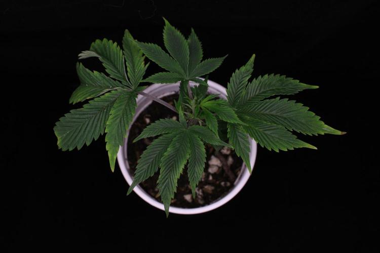 Trop Cherry | Holy Grail Clone. Week 1