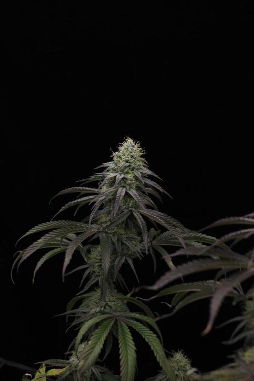 Hawaiian Bred Fire!!!. Week 14