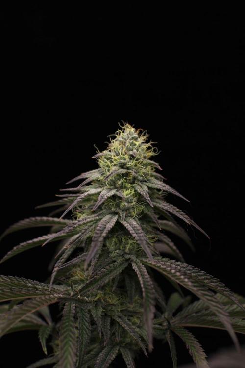 Hawaiian Bred Fire!!!. Week 14