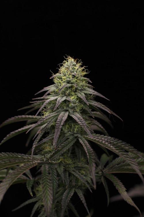 Hawaiian Bred Fire!!!. Week 14