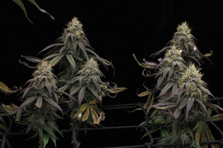 Hawaiian Bred Fire!!!. Week 14