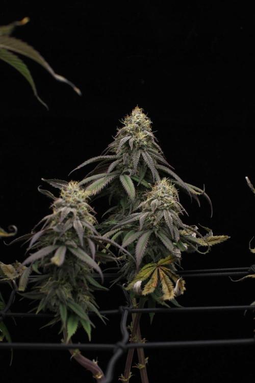 Hawaiian Bred Fire!!!. Week 14