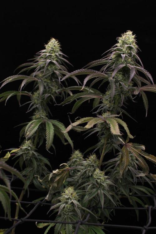 Hawaiian Bred Fire!!!. Week 14