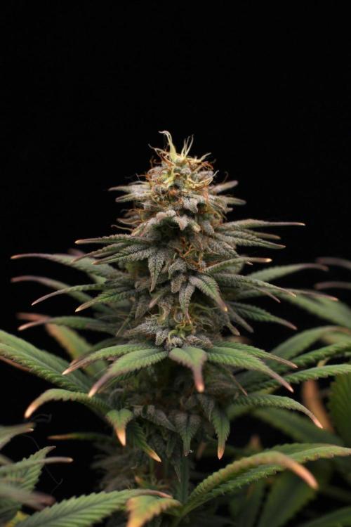 Dad’s Grow (“grow this for me son” LOL). Week 13