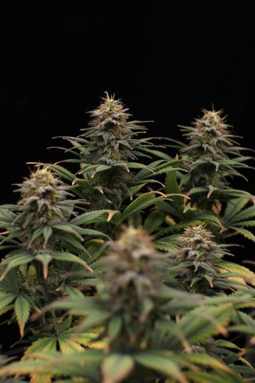 Dad’s Grow (“grow this for me son” LOL). Week 13