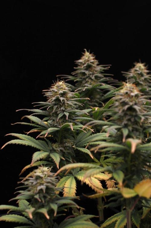 Dad’s Grow (“grow this for me son” LOL). Week 13