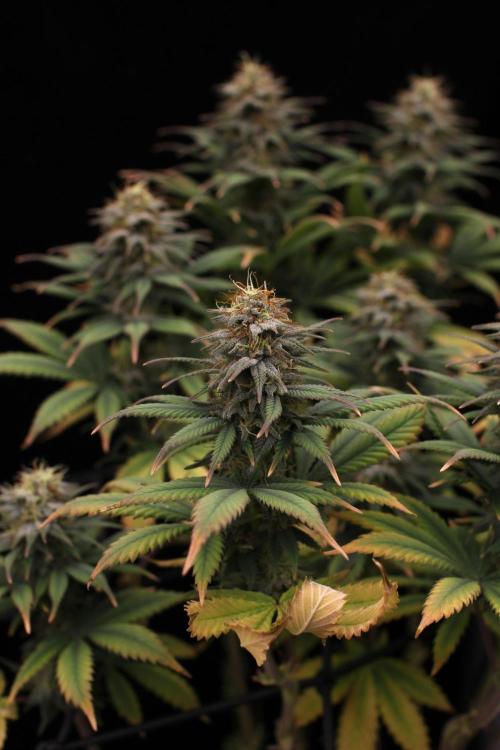 Dad’s Grow (“grow this for me son” LOL). Week 13