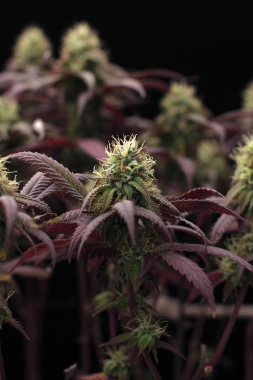 Impulse Purchase | Dispensary Clone. Week 15