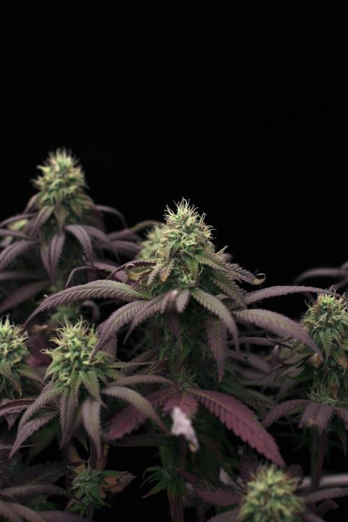 Impulse Purchase | Dispensary Clone. Week 15