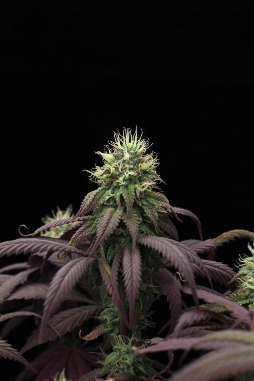 Impulse Purchase | Dispensary Clone. Week 15