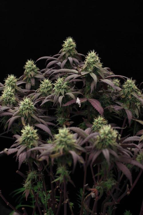 Impulse Purchase | Dispensary Clone. Week 15