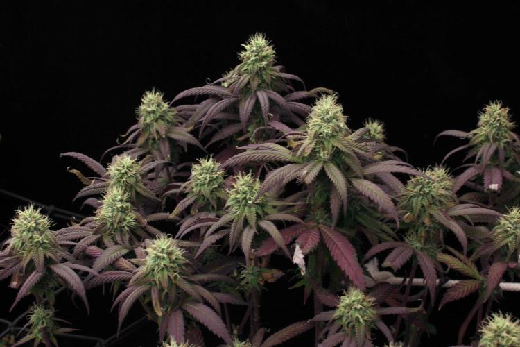 Impulse Purchase | Dispensary Clone. Week 15