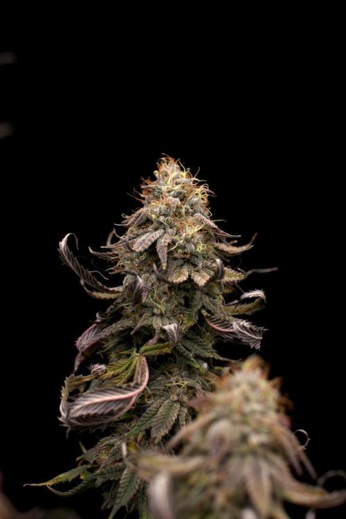 Hawaiian Bred Fire!!!. Week 15